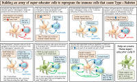 Cartoon of Building an army of super-educator cells to reprogram the immune cells that cause Type 1 Diabetes
